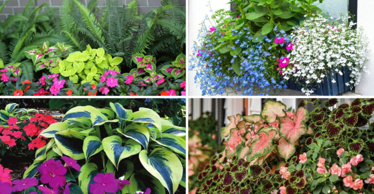 19 Impatiens Pairings That Look High-End (But Are Surprisingly Cheap)