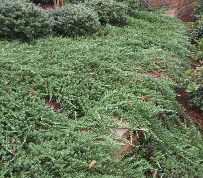 Creeping Juniper
