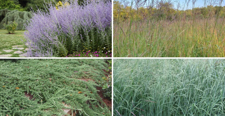 19 Plants That Help Control Erosion