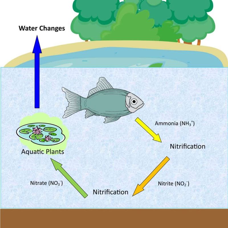 Nutrient Cycling