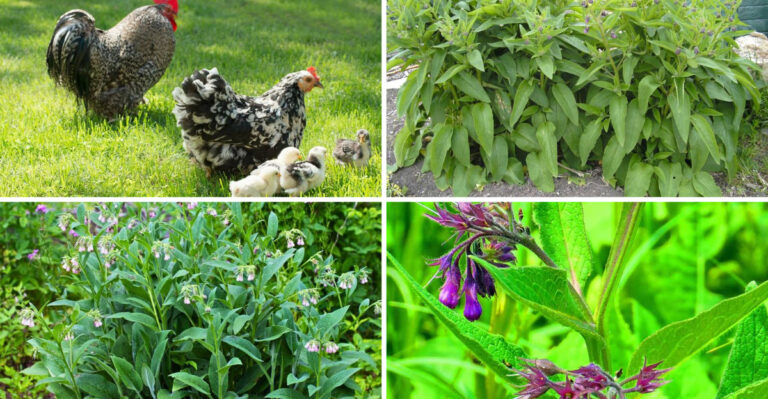 19 Reasons Why You Should Grow Comfrey
