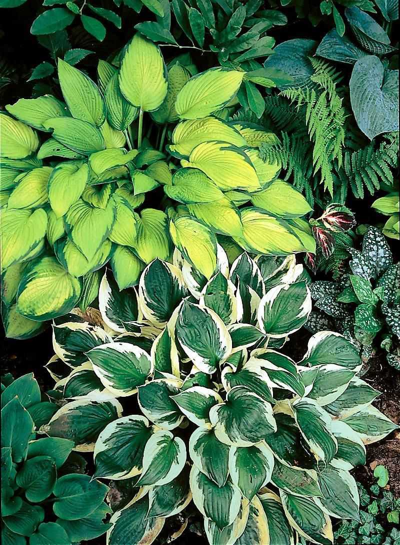 Hosta