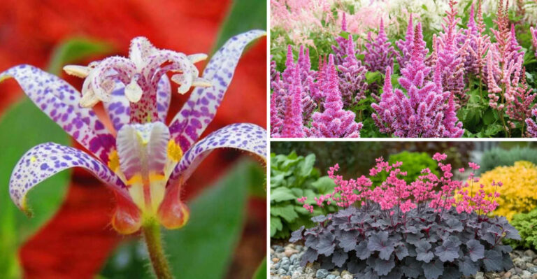19 Shade Loving Plants You’ll Love