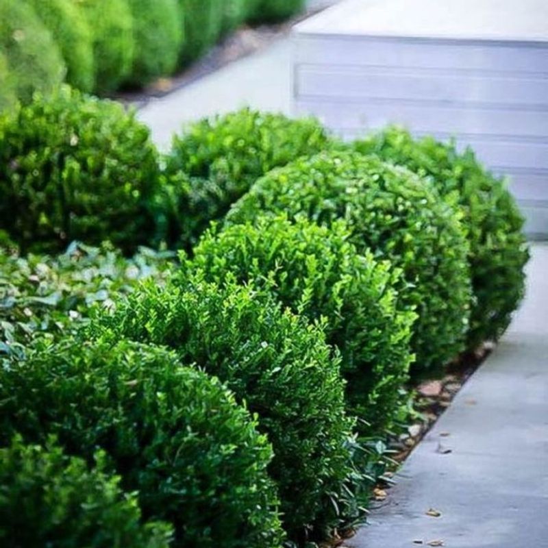 Dwarf Boxwood