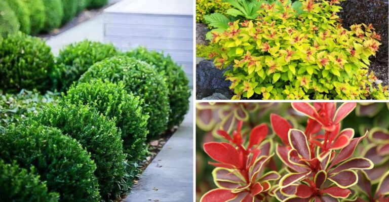 19 Small Shrubs That Deliver Big Impact To Any Garden, Large Or Compact
