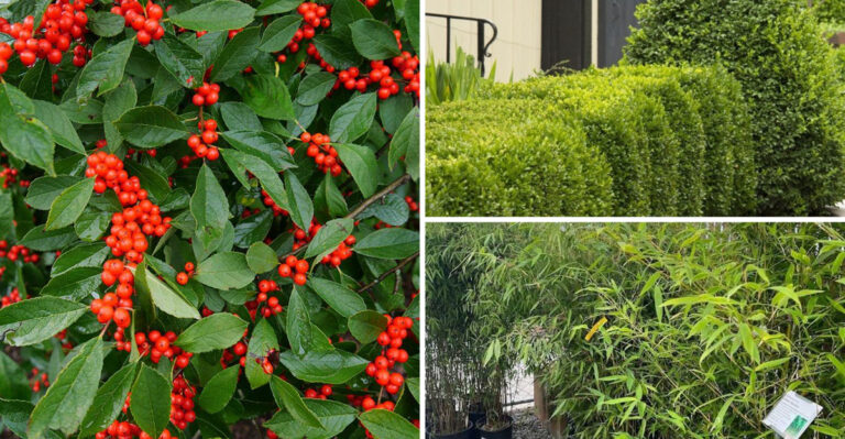 19 Small-Space Privacy Plants Share One Thing — They Block Views in 6 Months