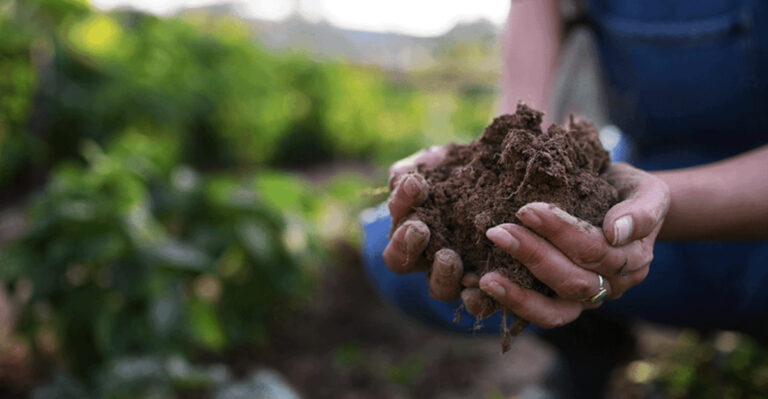 19 Soil Additives That Are Secretly Ruining Your Plants