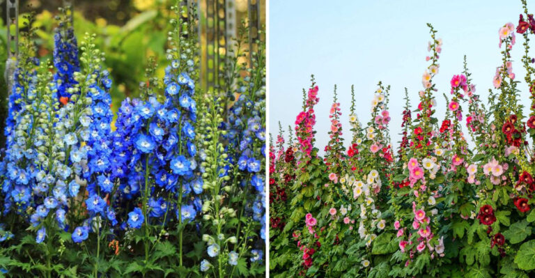 19 Tall Perennials For A Stunning Garden