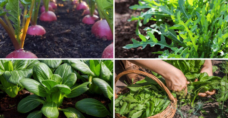 19 Vegetables That Grow Faster Than Weeds — What Gardeners Don’t Tell You