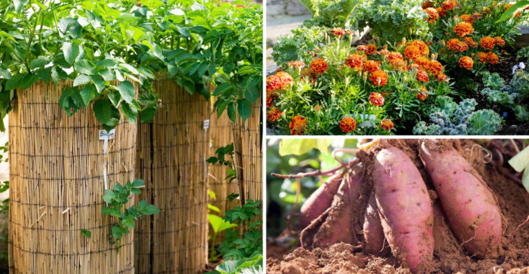 19 Ways To Grow an Endless Supply of Sweet Potatoes