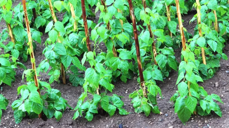 3. Overcrowding Plants