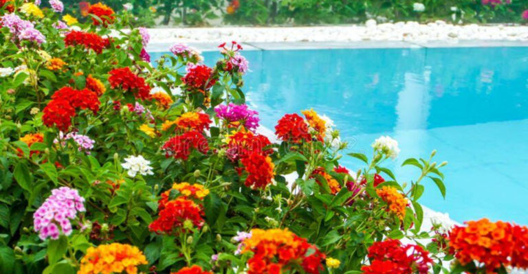 20 Best Plants That Work Perfectly Around the Pool