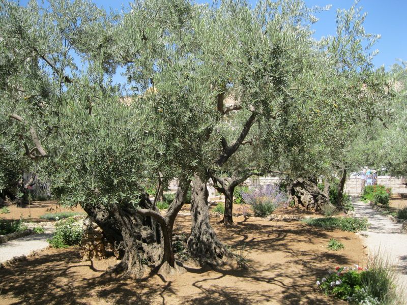 Olive Tree