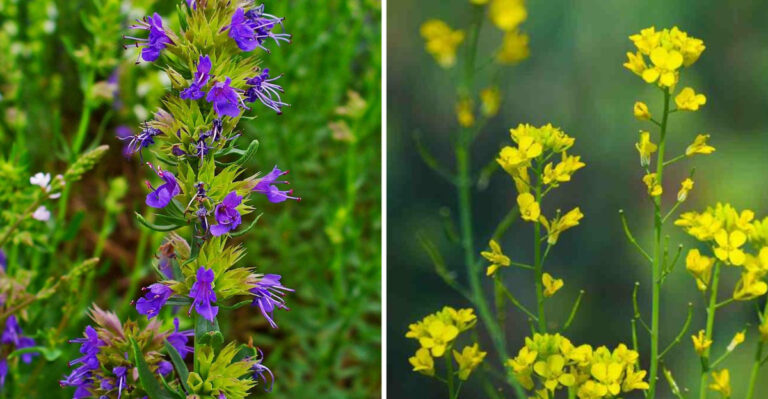 20 Biblical Plants That Create a Christian Meditation Garden