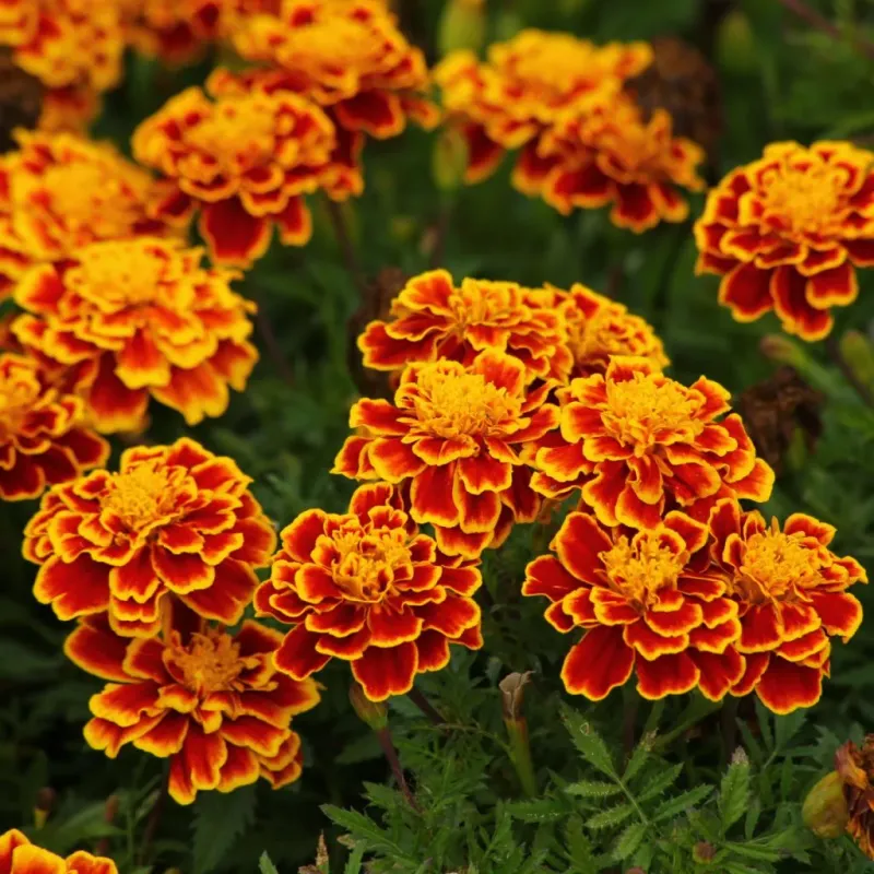 Marigolds (Tagetes)