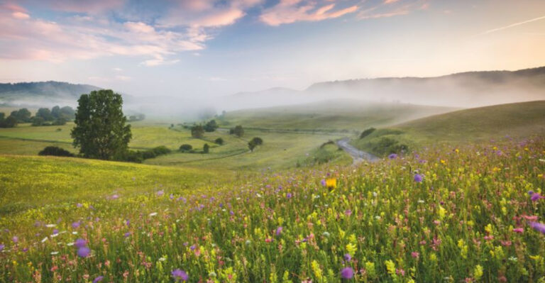 20 Captivating Wildflower Garden Ideas To Transform Your Yard