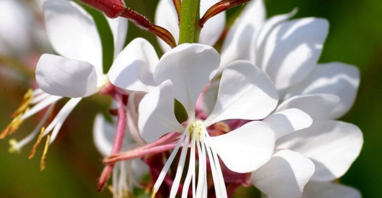 20 Drought-Tolerant Flowers That Thrive Without Deadheading