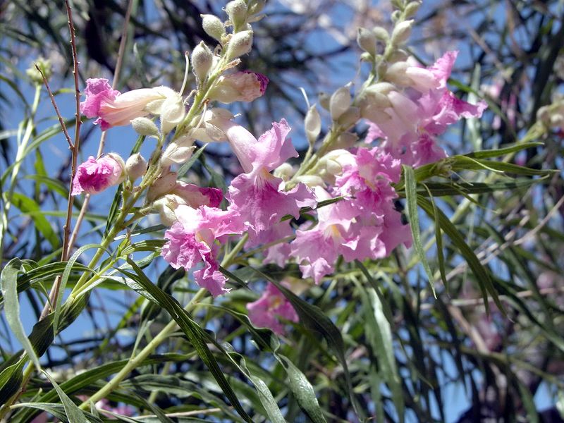 Desert Willow (Chilopsis linearis)