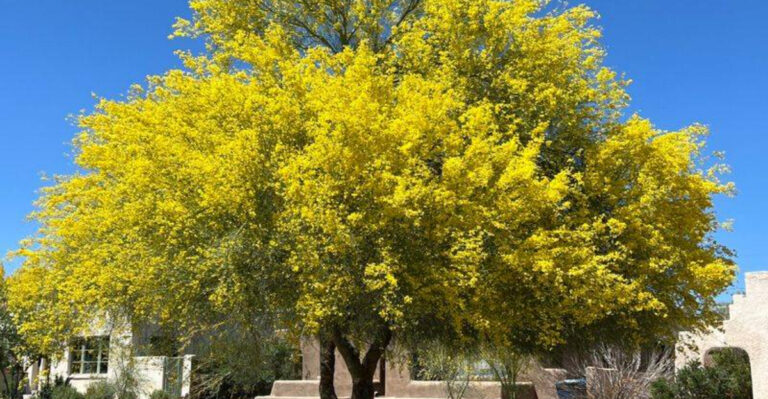 20 Drought-Tolerant Trees Perfect for Climate-Resilient Yards