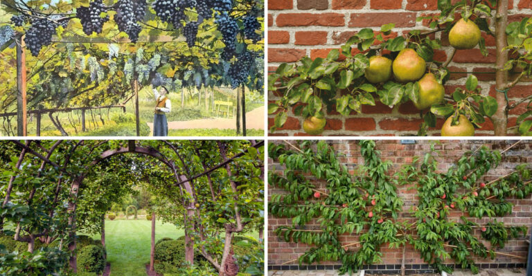 20 Easy Espalier Fruit Tree Projects