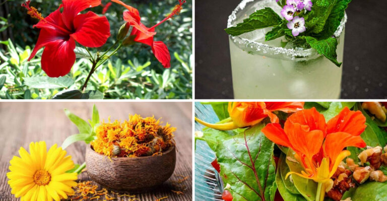 20 Edible Flowers and Herbs That Make Stunning Food Garnishes