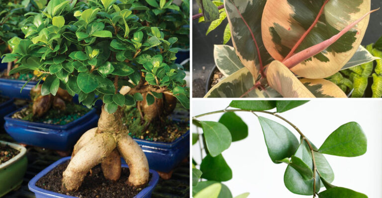 20 Ficus Varieties You’ve Never Heard Of—But Will Want Immediately