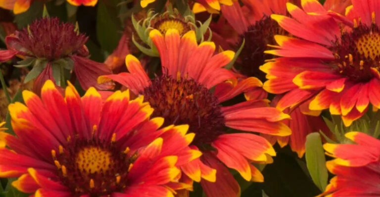 20 Flowers That Thrive on Just Rainwater