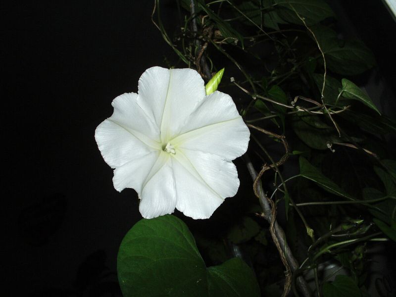 Moonflower (Ipomoea alba)