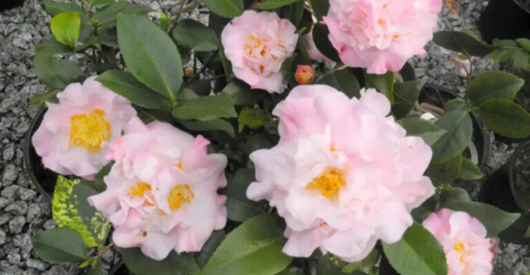 20 Garden Flowers That Smell Better After Sunset (You Just Never Noticed)