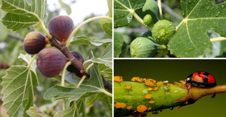 20 Gardening Tips For Growing Big Juicy Figs