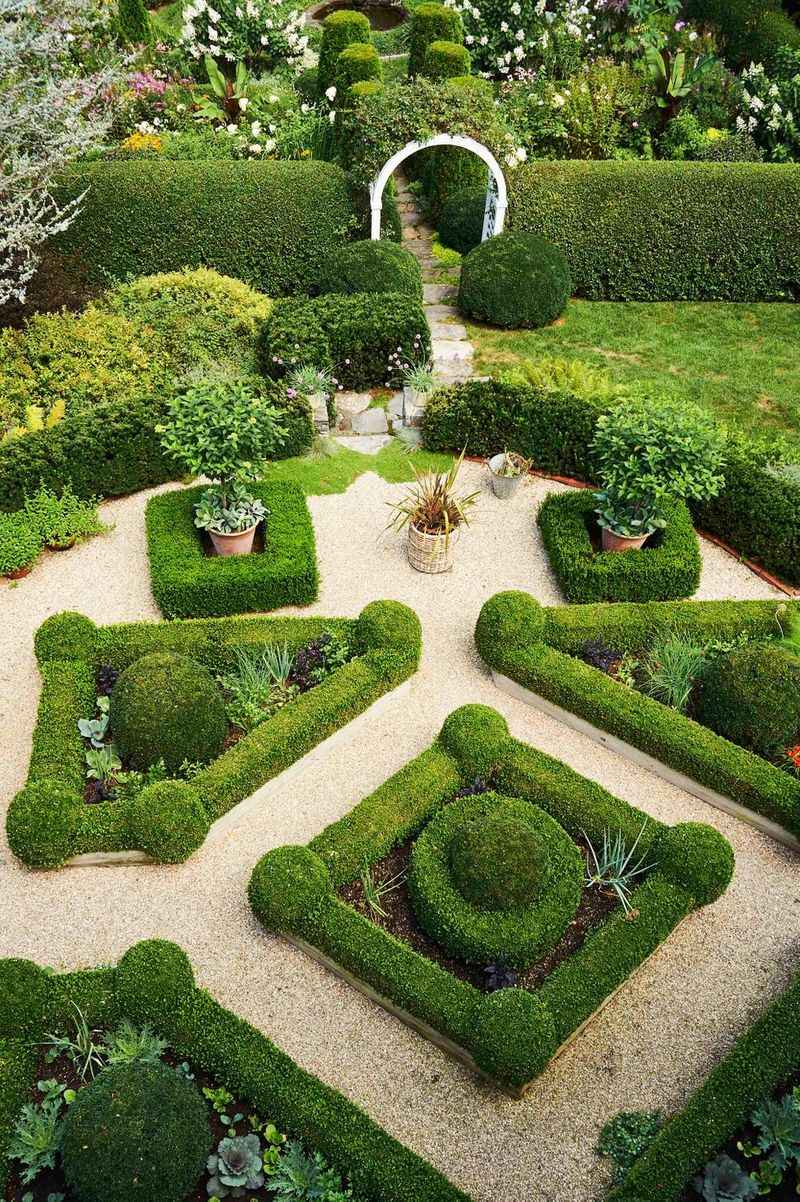 Boxwood (Buxus sempervirens)