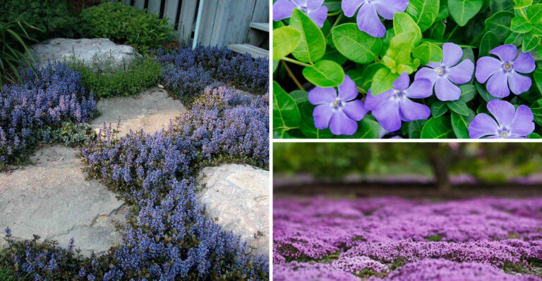 20 Ground Covers That Choke Out Weeds — and 9 That Just Don’t Work