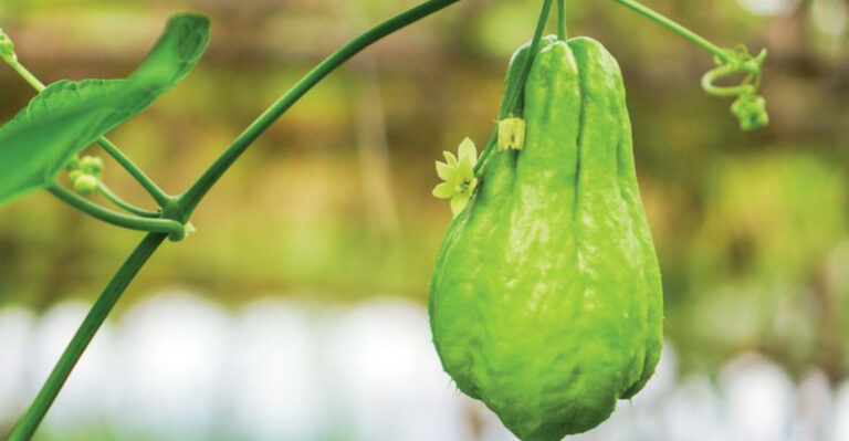 20 Heat-Loving Summer Vegetables That Thrive in Full Sun