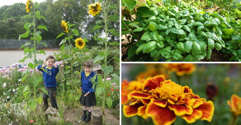 20 Kid-Friendly Plants Perfect for a Playground Garden