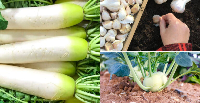 20 Late-August Crops You Can Sow for a Fall Feast