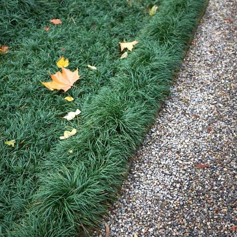 Dwarf Mondo Grass (Ophiopogon japonicus ‘Nana’)