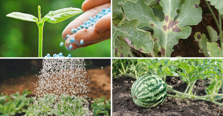20 Mistakes To Avoid If You’re Growing Melons This Year