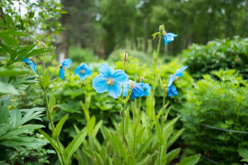 Blue Poppy