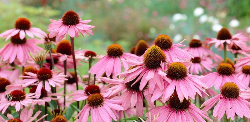 Purple Coneflower (Echinacea purpurea)