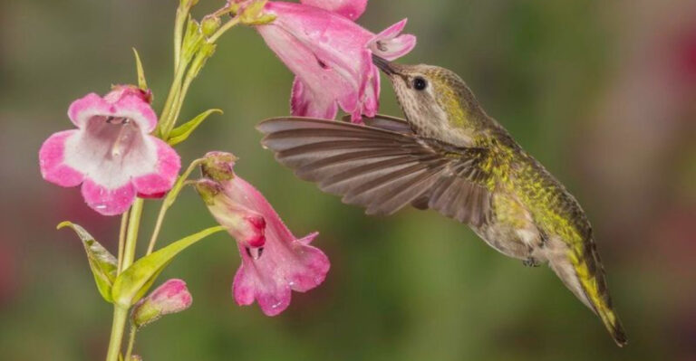 20 Native Plants That Attract Local Birds