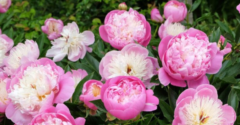 20 Perennials Share One Secret – They Get Stronger After Every Storm