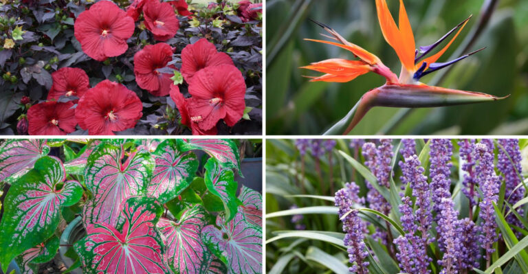 20 Perennials That Look Like Exotic Tropicals