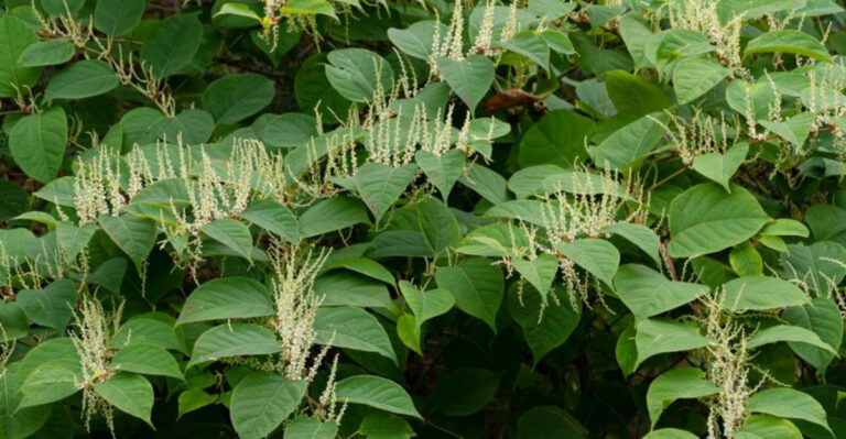 20 Perennials You Should Avoid Growing In Your Yard (And 13 Better Alternatives)