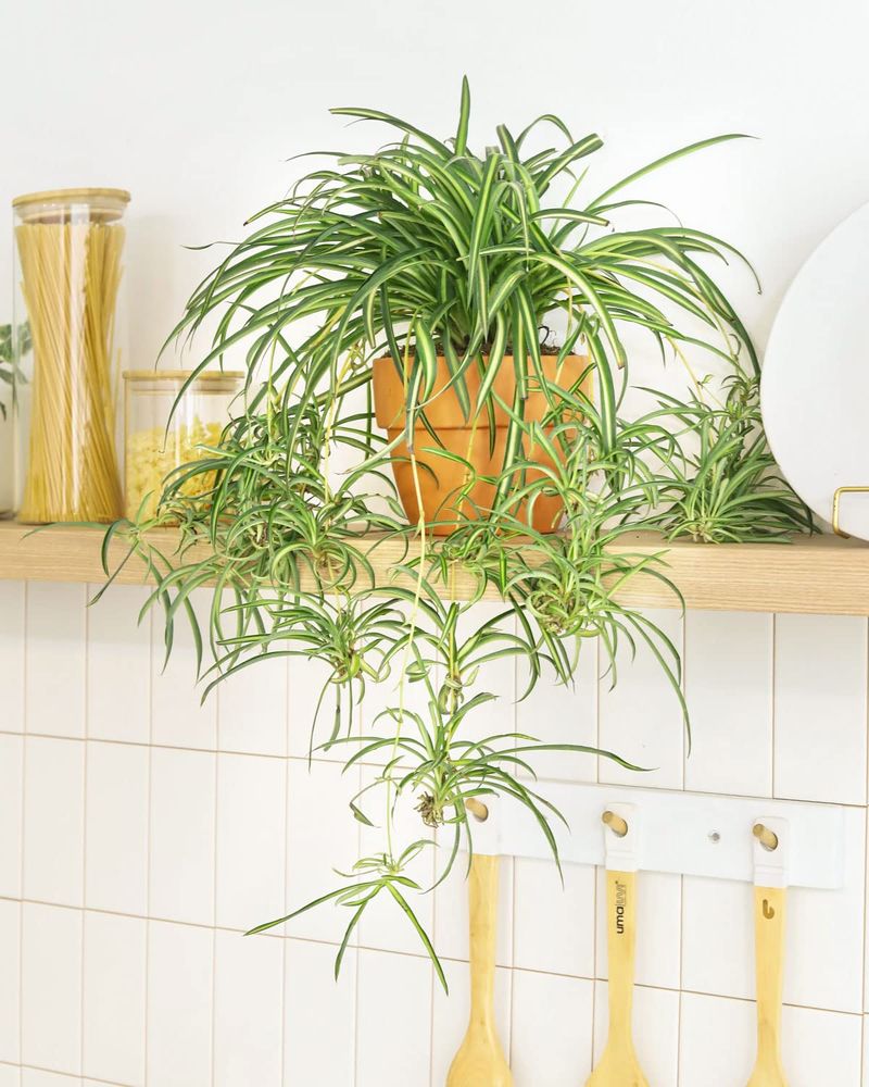 Spider Plant (Chlorophytum comosum)