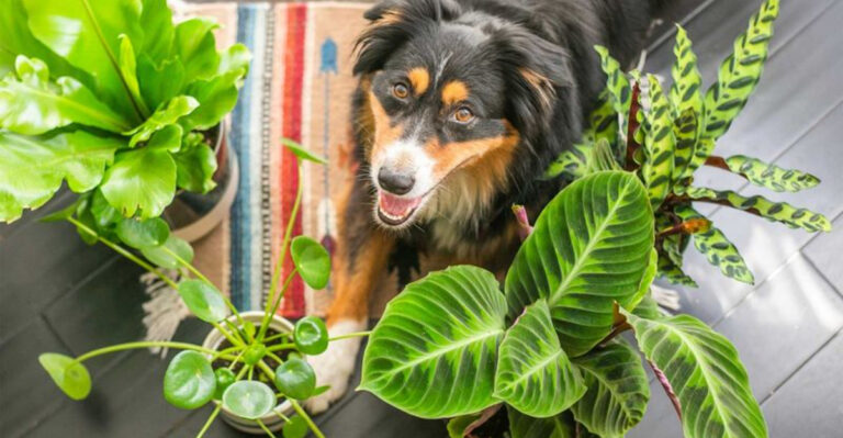 20 Pet Safe Plants That Transform Your Home Into a Green Paradise