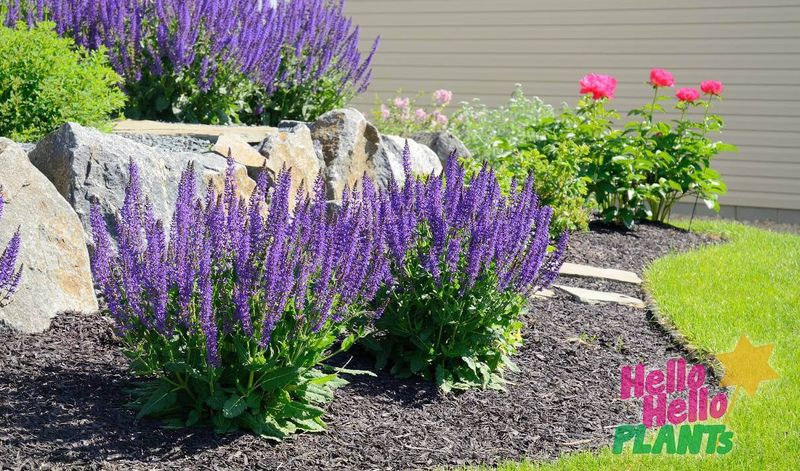 Lavender (Lavandula)