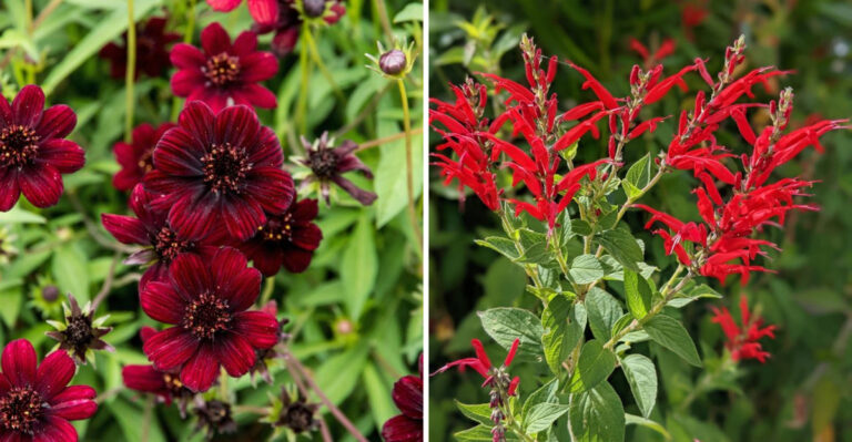20 Plants That Smell Like Fruit (But Aren’t!)