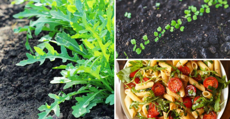 20 Reasons Arugula Deserves a Spot in Your Garden This Year