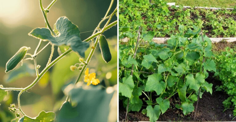 20 Reasons Why Planting Cucumbers and Peas Together Is a Garden Match Made in Heaven