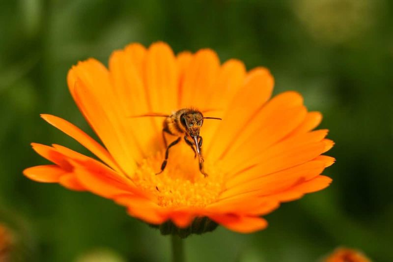 Natural Pollinator Magnet